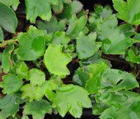 Saxifraga fortunei Shiranami