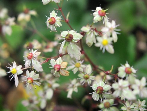 Fleshy green foliage and cream flowers