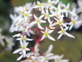 Fleshy green foliage and white flowers