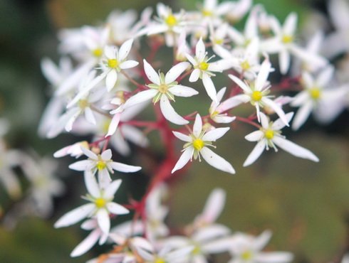 Fleshy green foliage and white flowers
