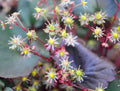 Fleshy purplish foliage and green flowers