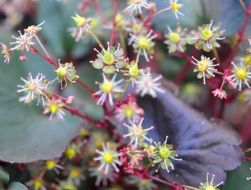 Fleshy purplish foliage and green flowers