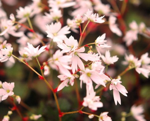 Numerous soft pink flowers on short stems in autumn