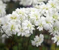 Beautiful clean white double flowers.