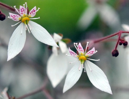 Deep green and purplish foliage with clean white flowers.