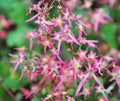 Pale pink to red flowers in late autumn.