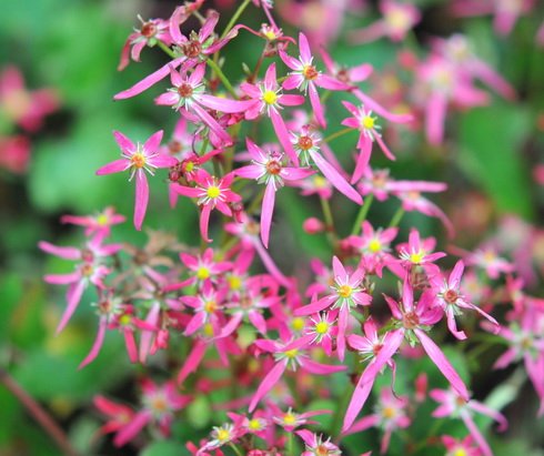 Pale pink to red flowers in late autumn.