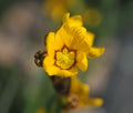 Bright yellow flowers with a brown mark to each petal
