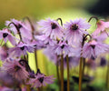 Attractive frilled purple nodding flowers