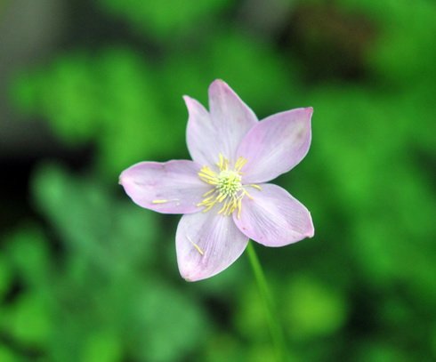 Large pale lavender buttercup like flowers