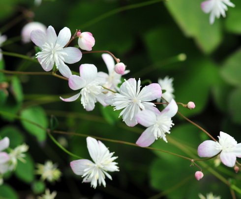 White flowers with a fine pink hue.