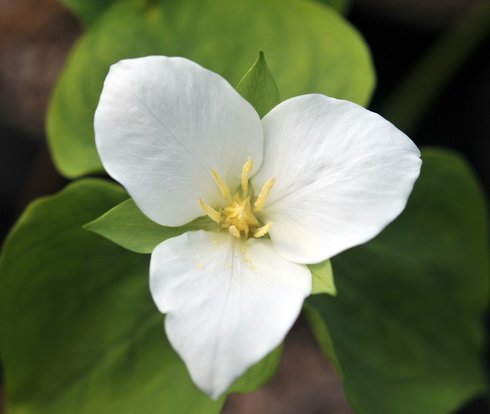 Fabulous clean white flowers