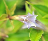 lilac tubular flowers and soft green lanceolate foliage.