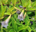 Lilac purple tubular flowers on climbing or trailing stems in summer.