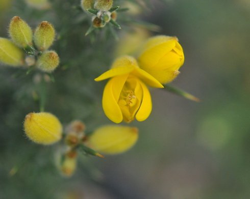 Bright golden yellow flowers