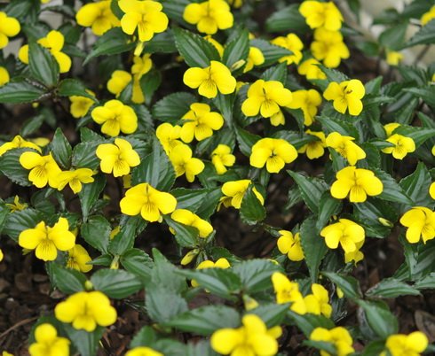 Bright yellow attractive flowers Viola