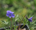 Nice pale purple flowers and deeply cut foliage.