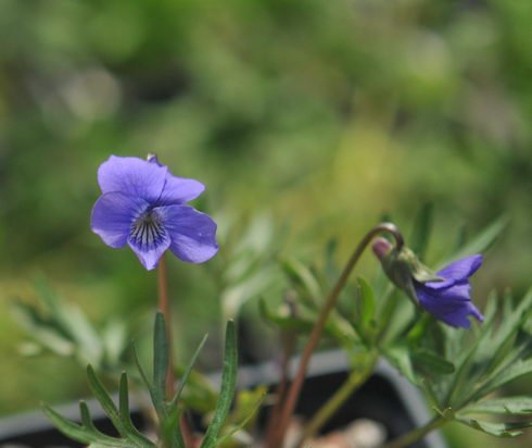 Nice pale purple flowers and deeply cut foliage.