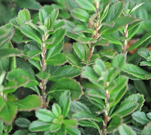 Small white flowers and fleshy green leaves
