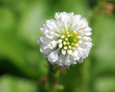Pure white flowers in dense heads.