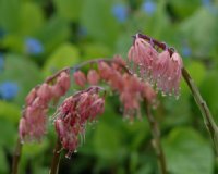 Ypsilandra cavalerei