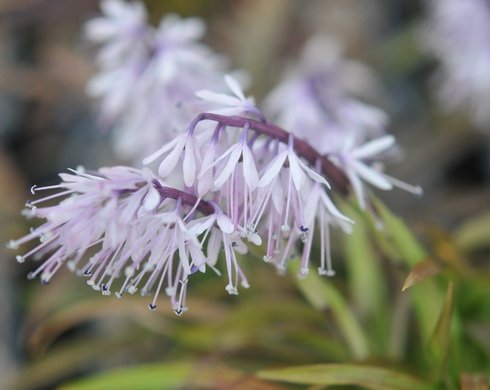 Heavily scented palest lilac flowers.