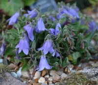 Fabulous blue pendulous flowers