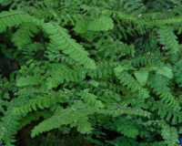 Soft green fronds on wiry stems