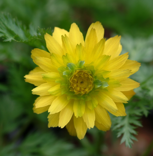 Woodland Plants Herbaceous Woodlanders Adonis Amurensis Hanazono