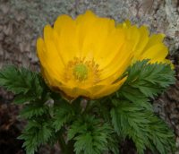 Bright golden yellow flowers in early spring.