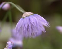 Pale lilac blue flowers in bunches