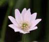 Show product details for Anemone barbulata