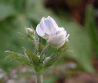 Attractive big white flowers and green foliage.