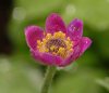 Show product details for Anemone multifida Rubra