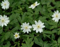 Good white multipetalled flowers.