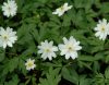 Show product details for Anemone nemorosa collections