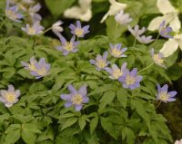 Lilac blue flowers in abundance