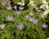 Anemone nemorosa Ro...