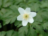 One of the biggest clean white flowered forms.