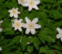 Clean white flowers in abundance