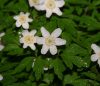 Show product details for Anemone nemorosa