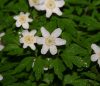 Anemone nemorosa