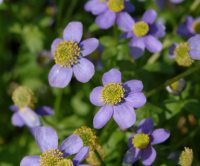 Nice blue or white flowers with yellow stamens.