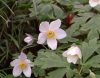 Anemone prattii