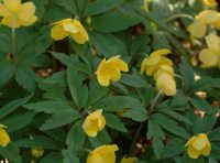 Rich yellow flowers in masses.