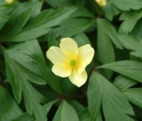 Lovely pale yellow flowers and bronzy young foliage