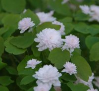 Palest pink fully double flowers