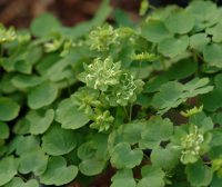 Green petalloid stamens add to the interest of this green and cream flower