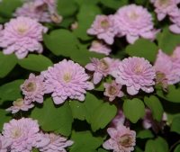Fully double mid pink flowers lasting ages over soft green foliage