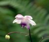 Show product details for Anemonopsis macrophylla